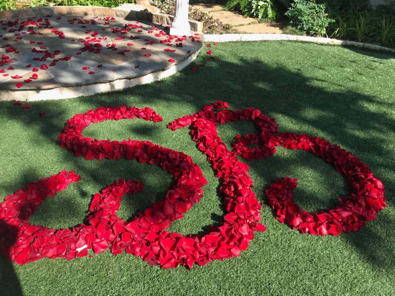 A large number of red roses on the ground.